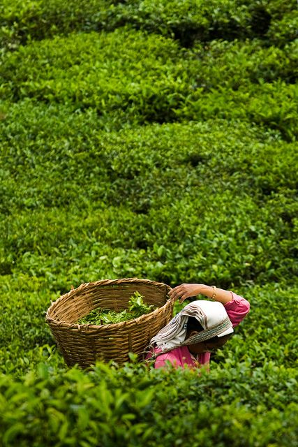 Tea Ritual